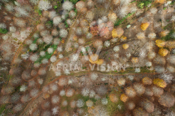 Roland’s Wood Top-down - Aerial Vision Stock Imagery