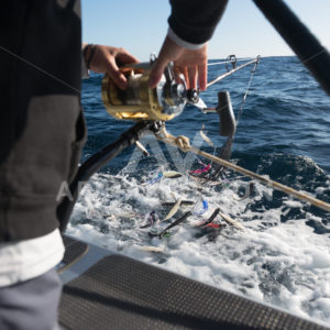 Bay of Islands Game Fishing - Aerial Vision Stock Imagery