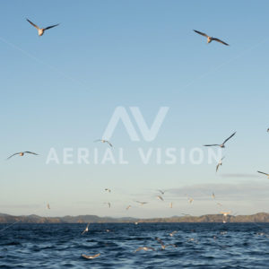Bay of Islands Water with Birds - Aerial Vision Stock Imagery