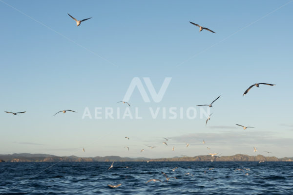 Bay of Islands Water with Birds - Aerial Vision Stock Imagery