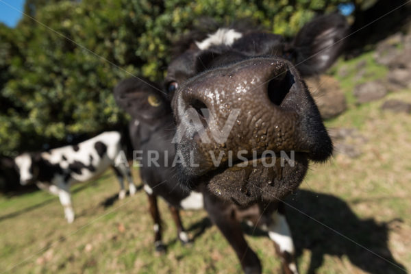 Close Encounter with a Cow - Aerial Vision Stock Imagery