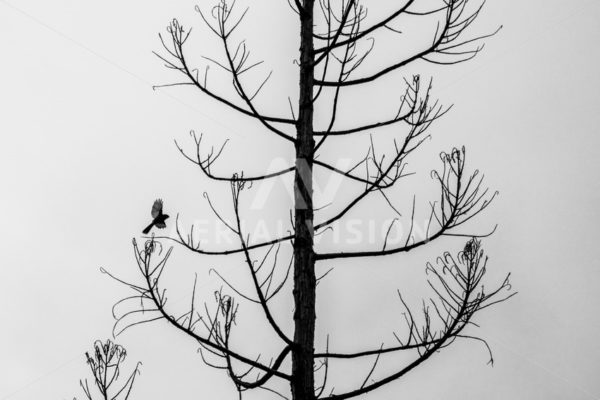 Fantail Silhouette - Aerial Vision Stock Imagery