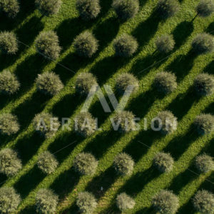 Olive Grove Top-down - Aerial Vision Stock Imagery