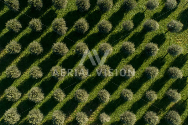 Olive Grove Top-down - Aerial Vision Stock Imagery