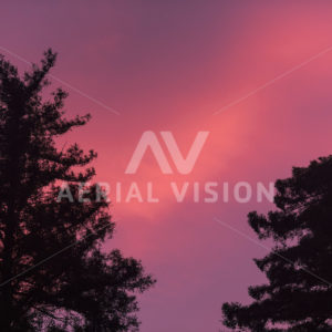 Tree silhouette with pink sunset - Aerial Vision Stock Imagery