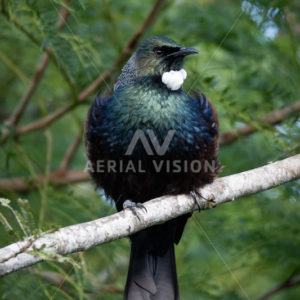Tui - Aerial Vision Stock Imagery