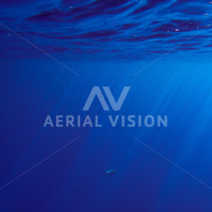 Underwater with rays - Aerial Vision Stock Imagery