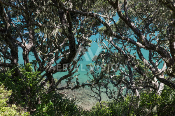 Water view through Pohutukawa Trees – Landscape - Aerial Vision Stock Imagery